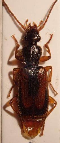 Polistichus fasciolatus